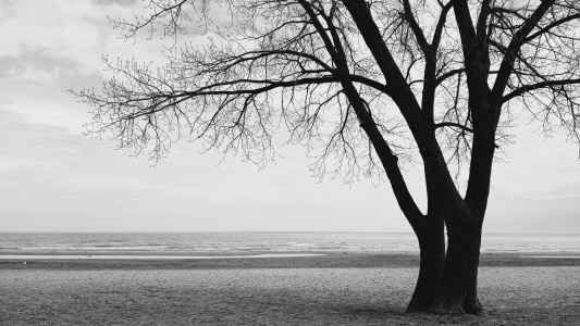 A tree on the beach
