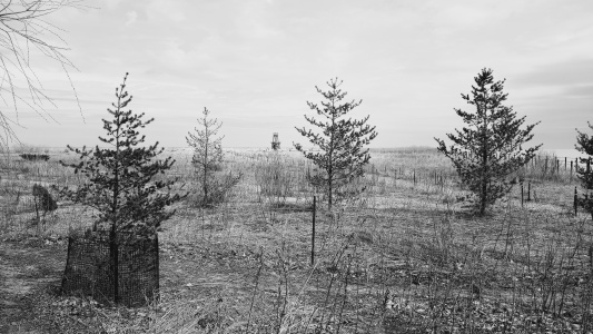 Trees at the waterfront