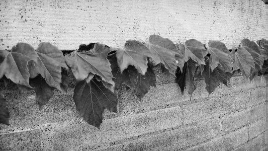 A row of ivy on a brick building